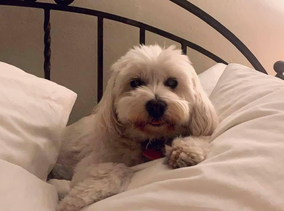 This is Annie, she voted for Biden.