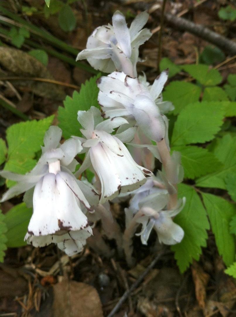 More Indian Pipes!