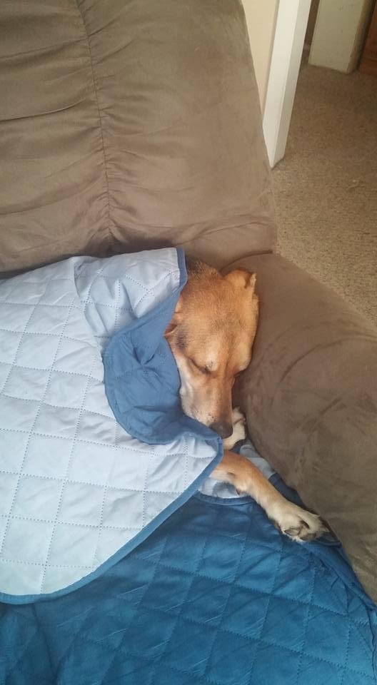 Lucky taking nap in grandpa chair
