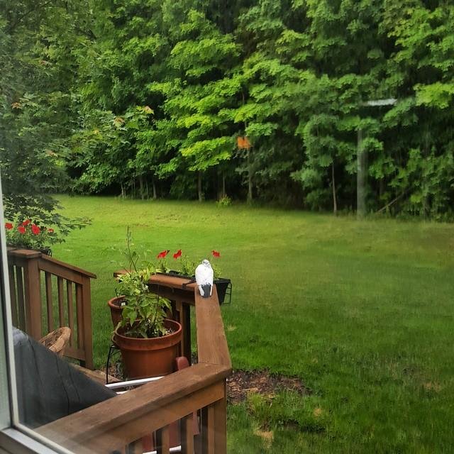 Nice surprise this morning view out the backdoor