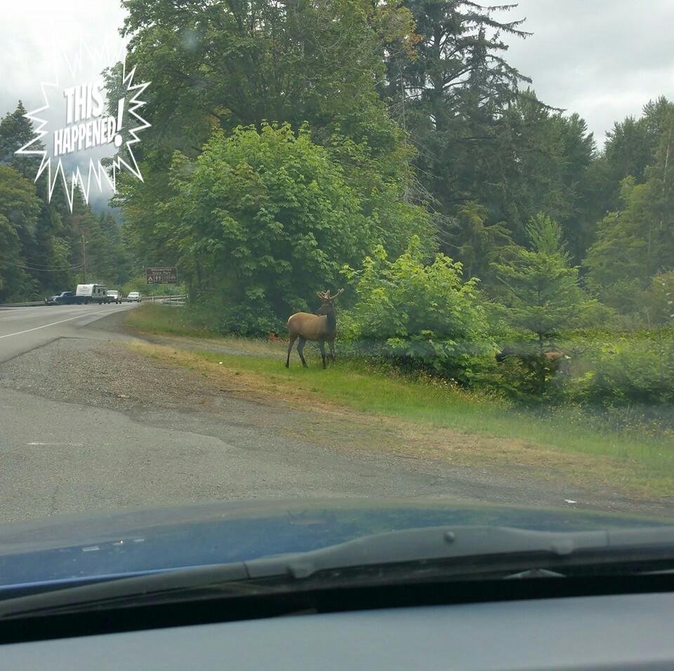 While delivering The Shopper's Weekly this afternoon, this is what I saw just out of Brinnon, next to the Geoduck Resort.