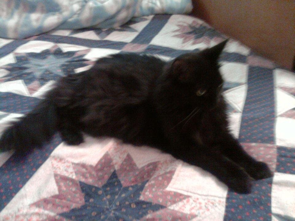 I am regal