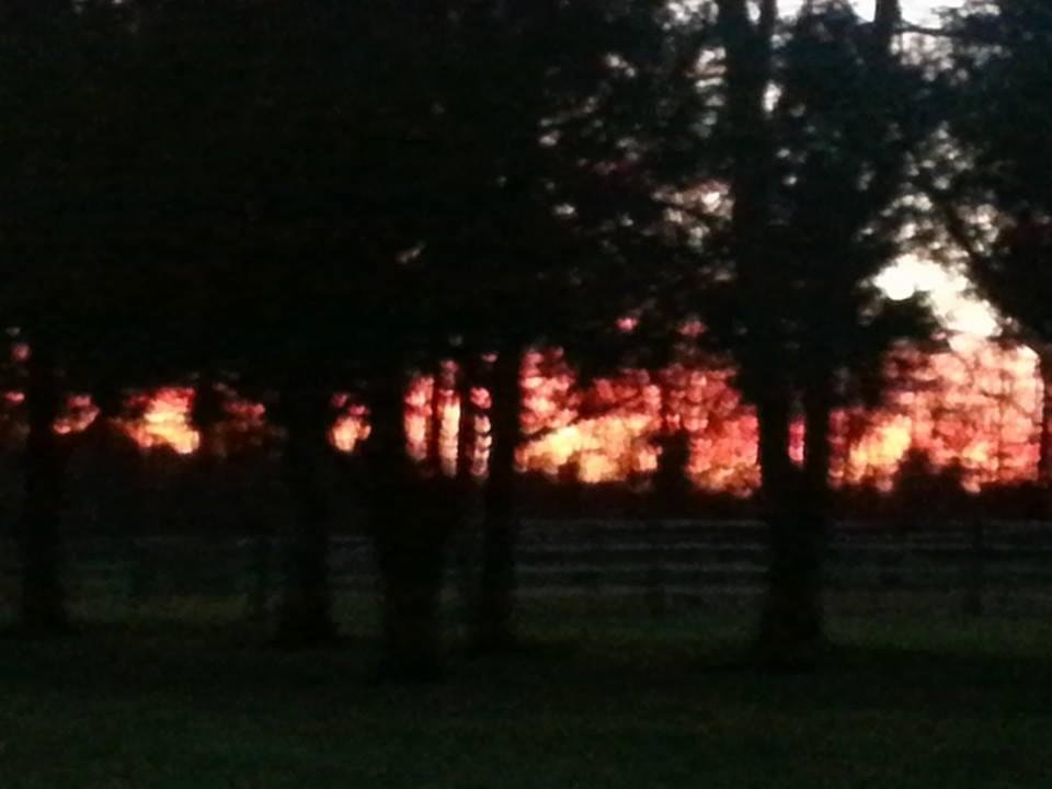 Photo of late summer evening sunset on the ranch makes a stand of cedars look like they are on fire