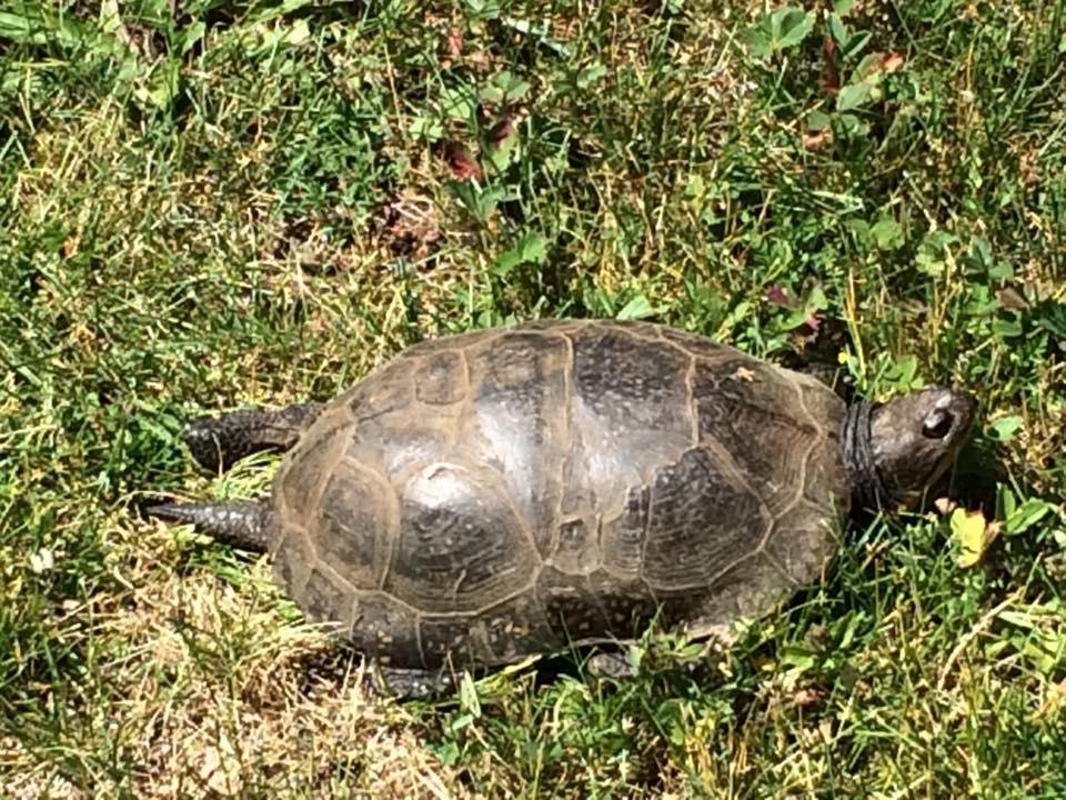 Visitor crossing my lawn, first time I've even seen one on my property as I have no pond or other water.