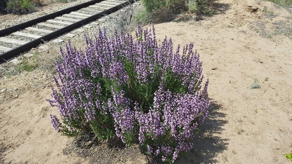 My sage patch