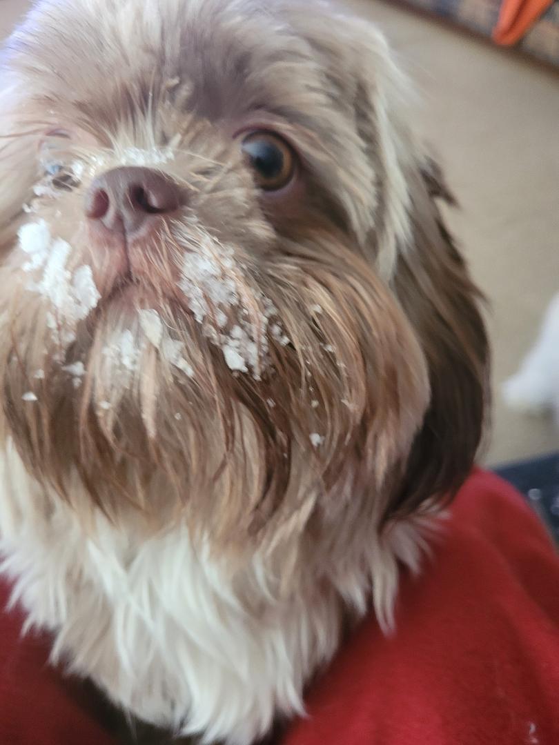 Bandit says having no nose makes for a cold entire face