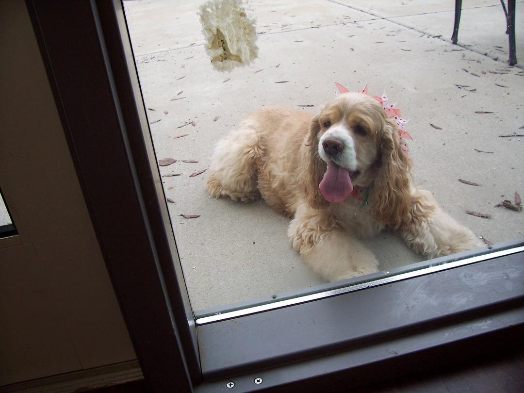 TANNER OUTSIDE WANTING IN SANTA CLAUS IS COMING TONITE