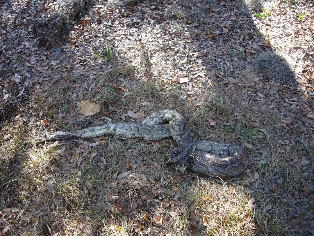 Jeff Maxam's album, snake