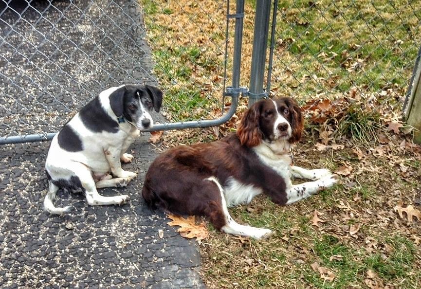 This is the second day of the Happy Dog Challenge. It was a warm day in Cincinnati!