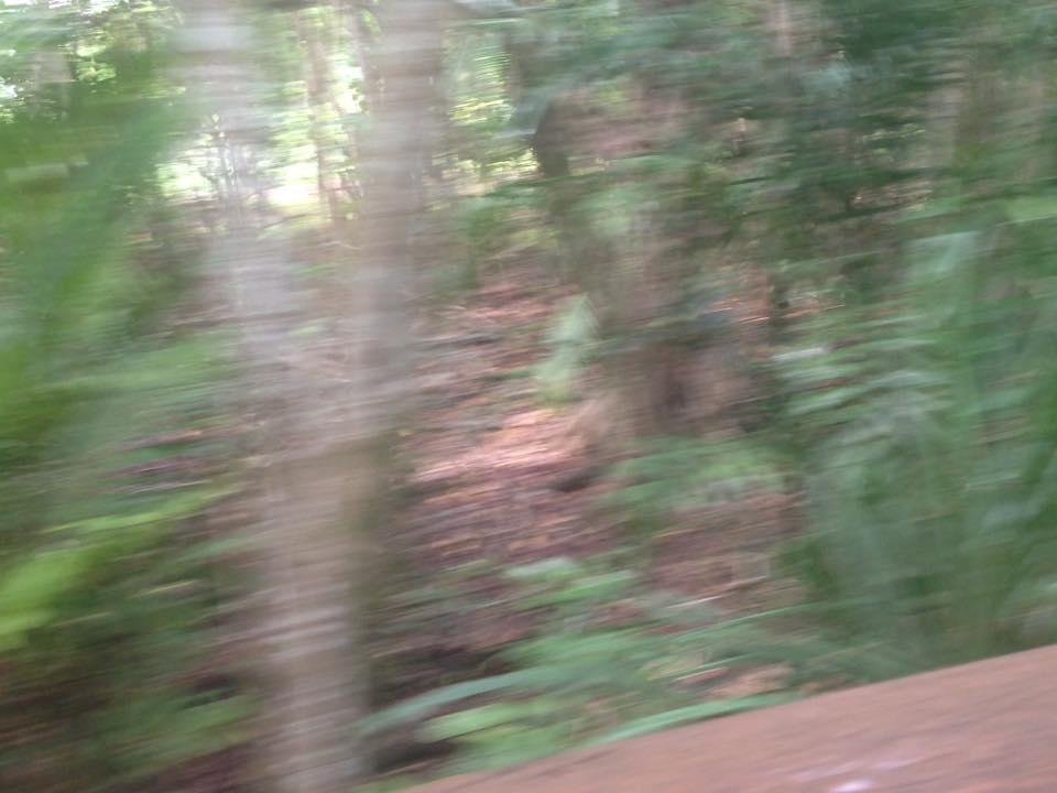Debby Dow's album, Mobile Uploads