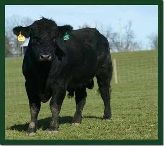 I recently spent $6,500 on a young registered Black Angus bull. I put him out with the herd but he just ate grass and wouldn't even look at a cow. I was beginning to think I had paid more for that bull than he was worth. An