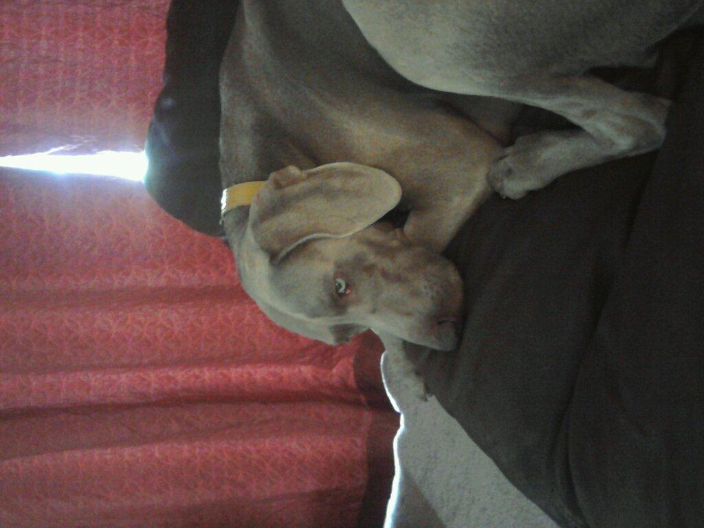 Jasmine