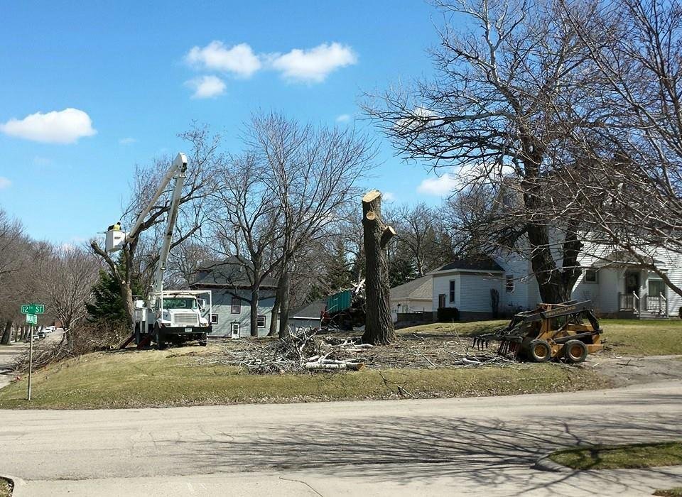 Huge trees in our former yard are coming down today.  I think there are about 7 or 8.  That's my entertainment for the day as it is just across the street.