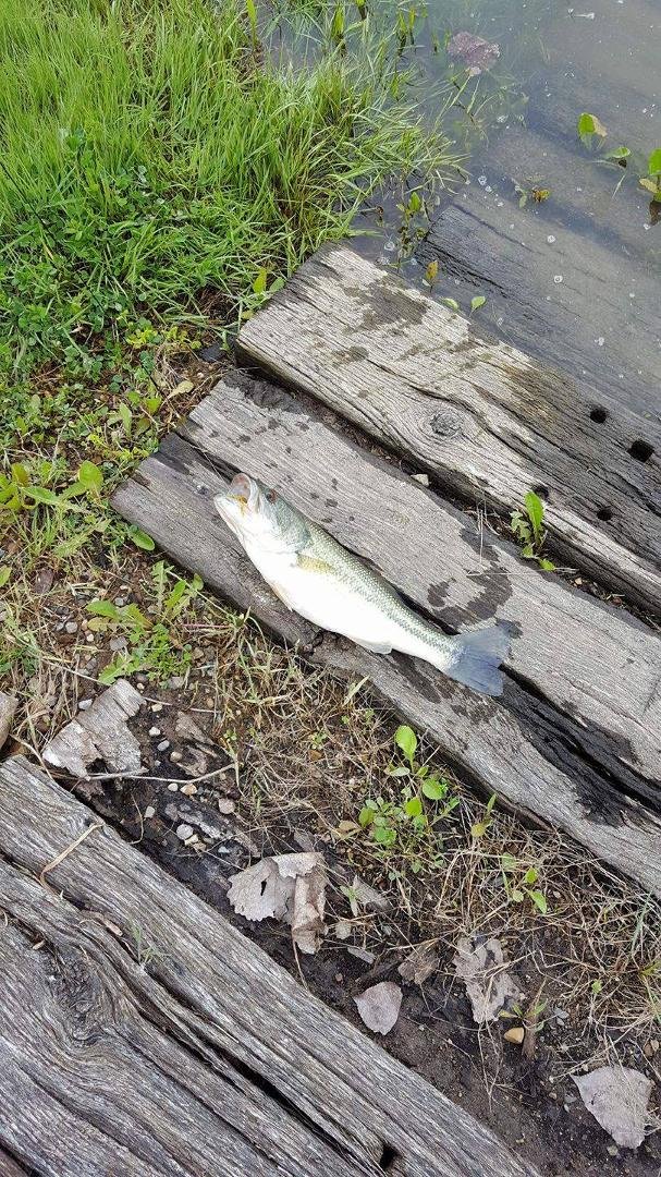 There are fish in the lake.