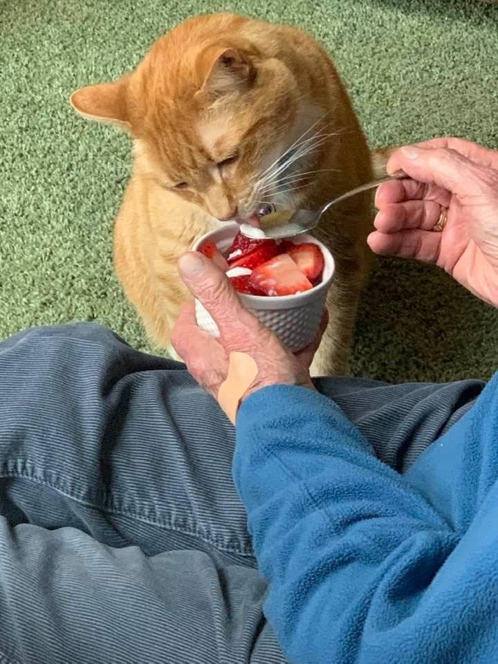 His favorite desert. Yougert