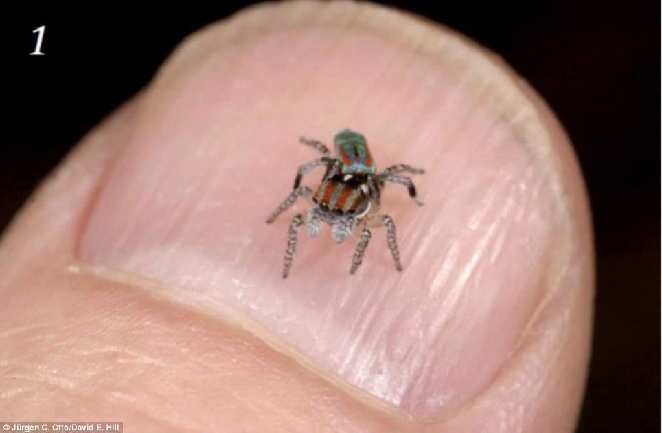 I think he's cute!
EDIT: I just found out that this guy is very small - only about 4mm! See how tiny: