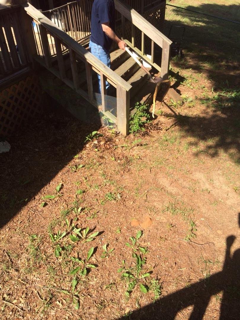 Copperhead tom just killed by the back porch. Scary