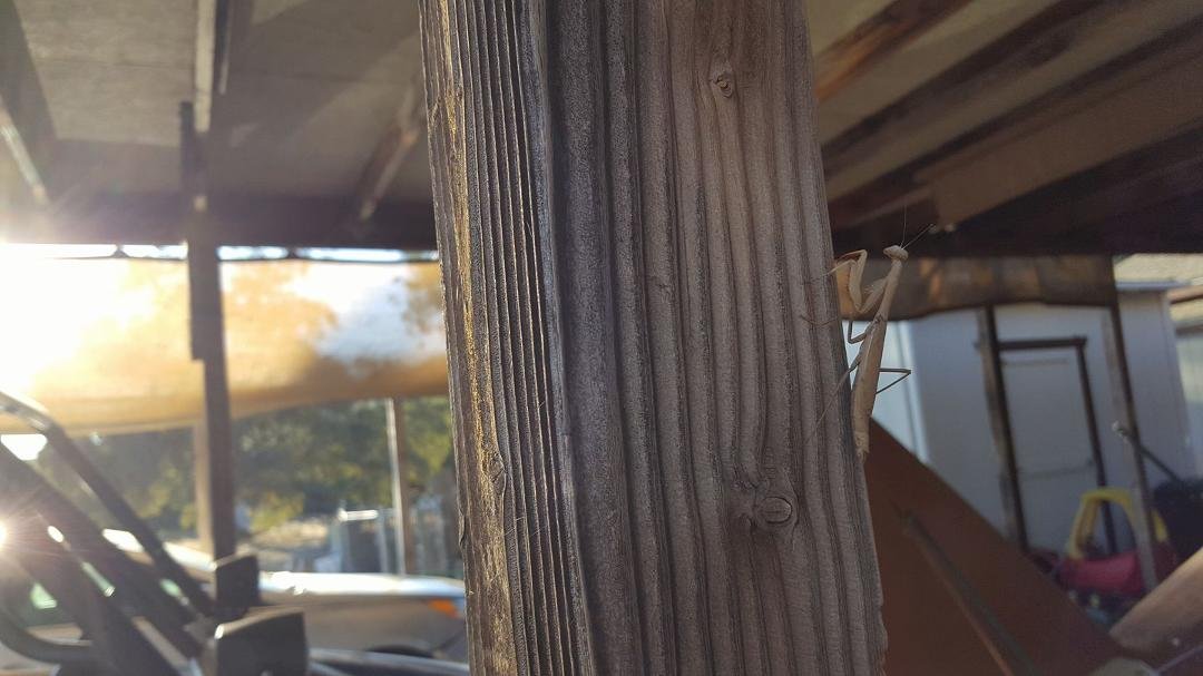 We found a praying mantis on a post in the carport. Got to show Scott