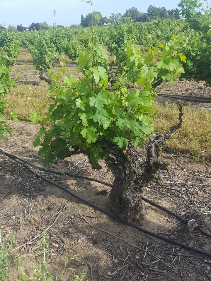 Followed by some 100 year old zinfandel grapes. They don't produce much but they're important to the wine blends and select few wines that my friend Greg makes.