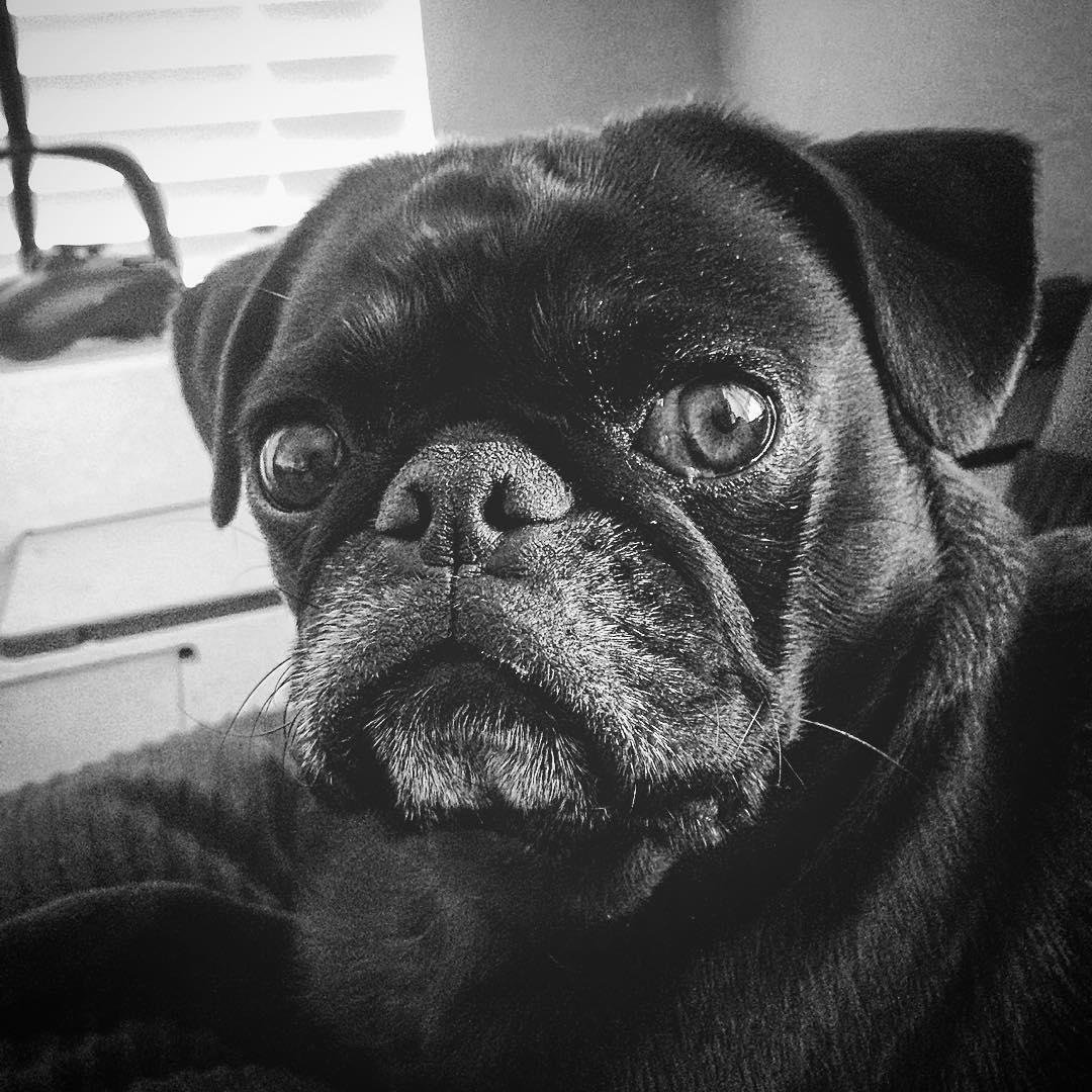 My beautiful baby! #puglife #pugnacious #pugnation