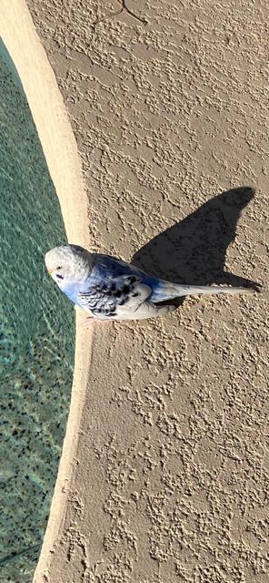 We caught this cute little parakeet near 46th St and Roeser in Phoenix just this morning. Call 480-968-8953 if you have lost her recently.