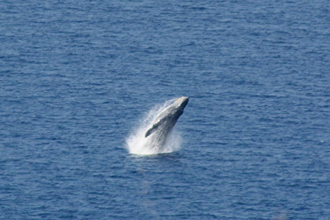 Humpback whale breaching on Big Island Mile marker 7