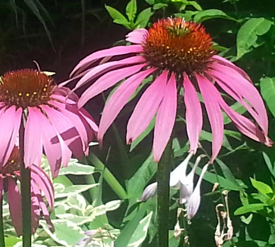 Susan Mallatratt's album, Timeline Photos