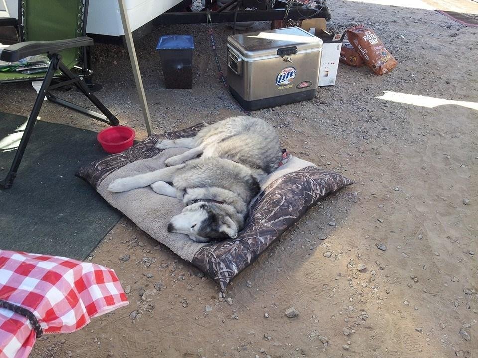Dale just chillin at Phoenix.