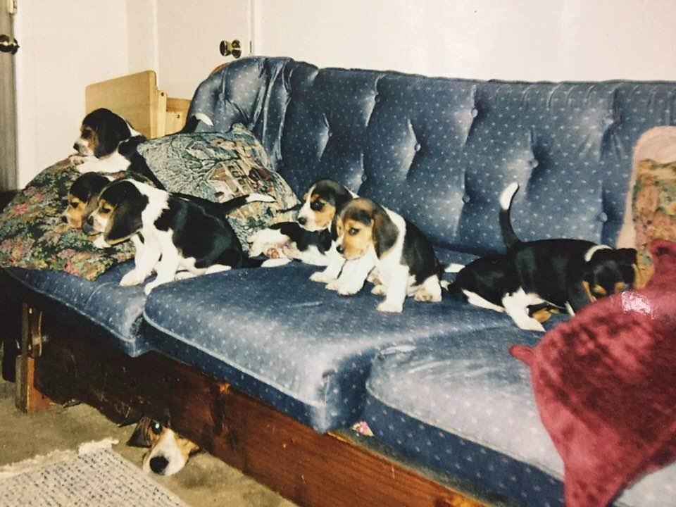 The kids, Auggie the daddy, under the couch. He was having none of it!