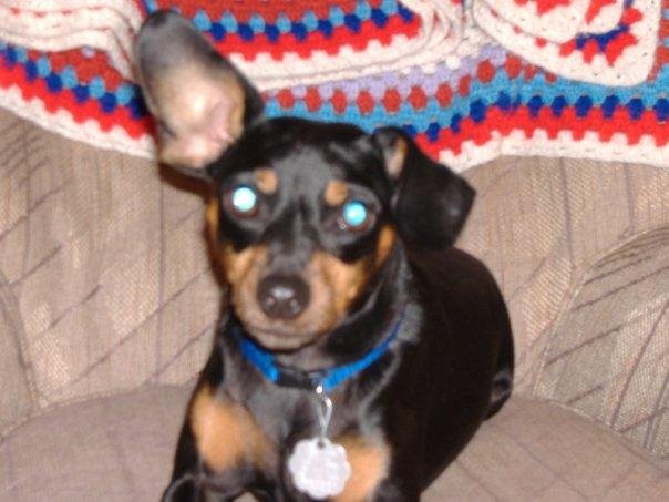 MY sweet baby dog, Peanut