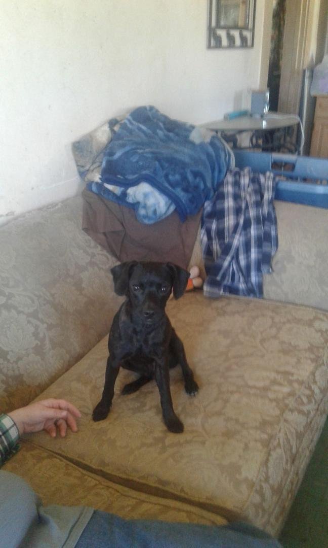 What kind of breed do yall think this dog is he is about 1yr