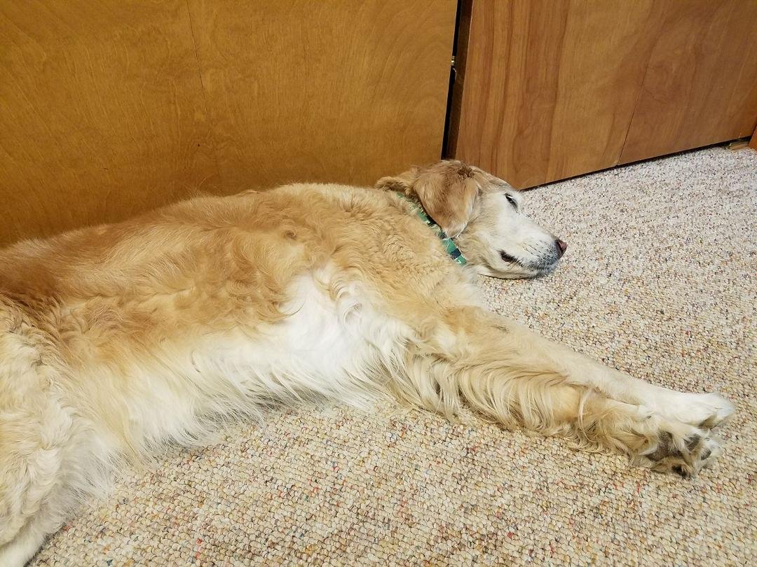 My grading assistant, lowering blood pressure for over seven years.