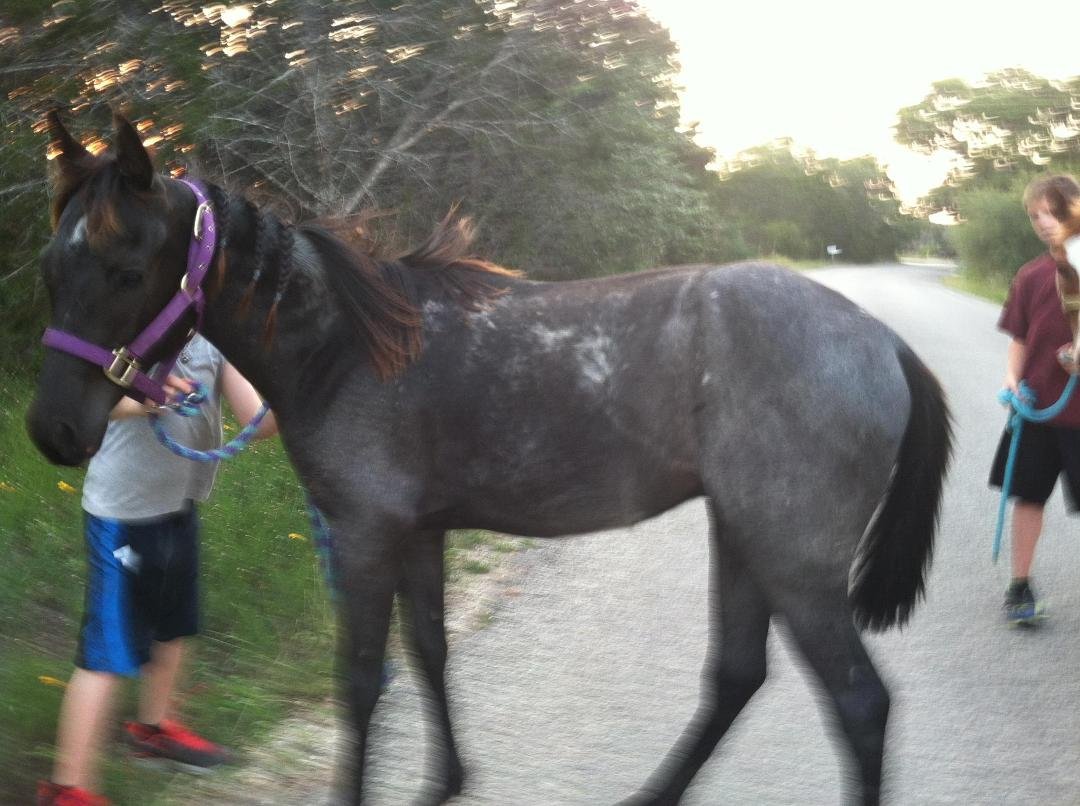 Slickaroo or Bloo Roo... finally got most of the long hair off of him...not much left now and he is starting to gain weight