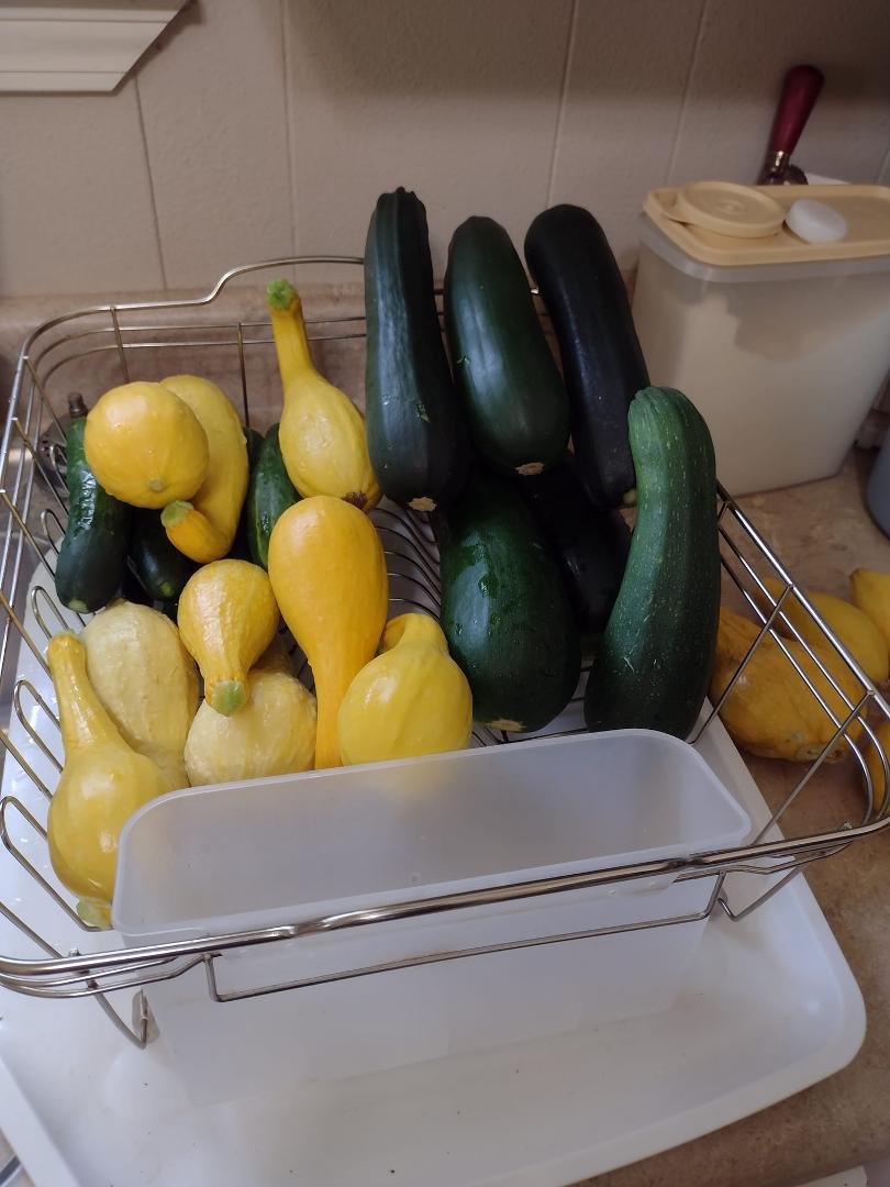 Somebody out there really wants to come get some squash and zucchini