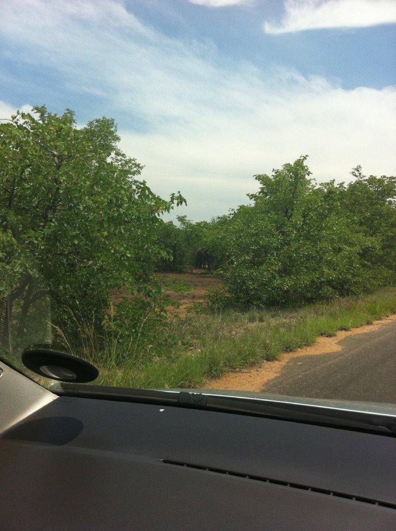 Distant Elephant. May need to enlarge photo.