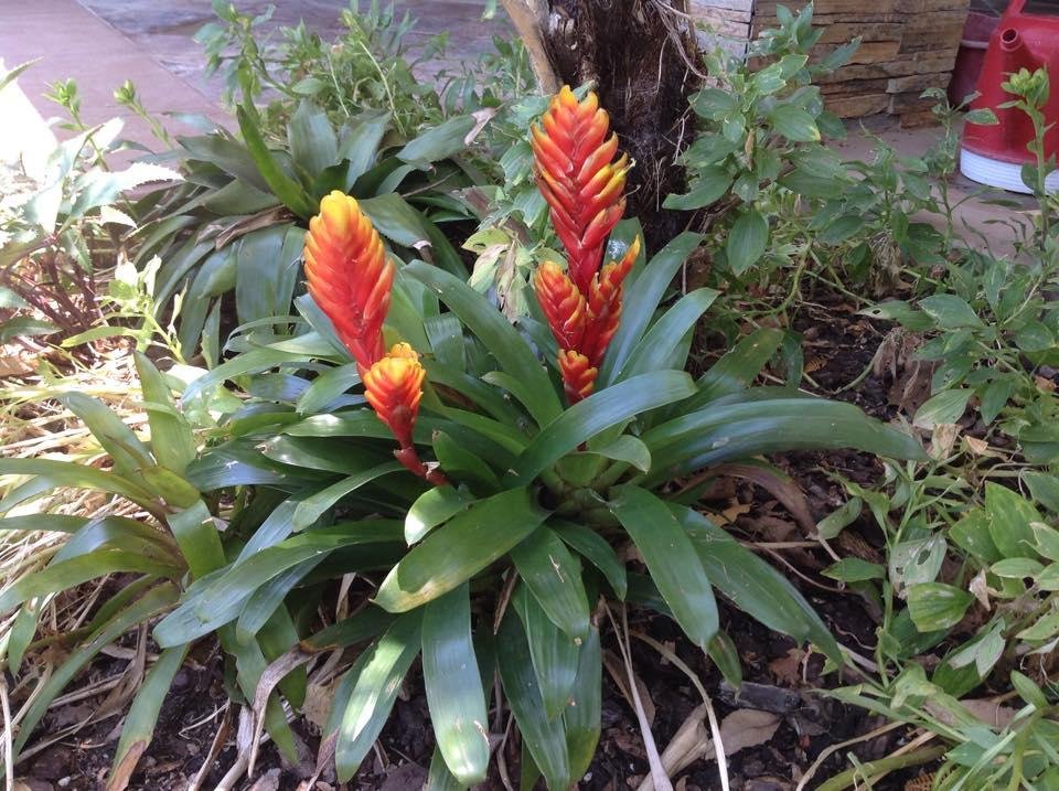 Martha Stewart's article said to throw out the bromeliad because it was cheap and would never bloom again. A little love and care, and I was twice rewarded! Hope springs eternal.