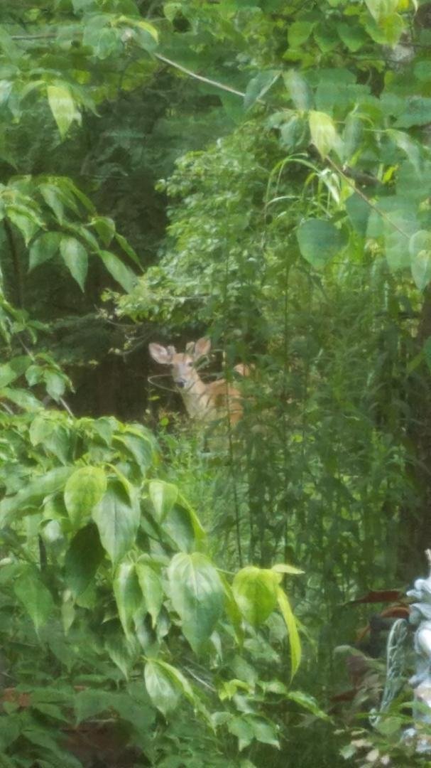 I am asking those who love the outdoors to post a picture. A picture that YOU took. No description. The goal is to regain peace and harmony without negativity. Please copy the text, put a picture on YOUR page, and let's loo