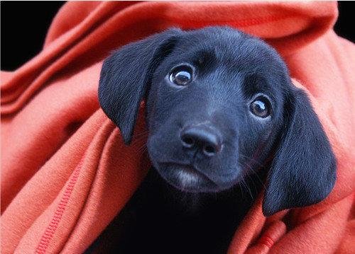 Little Sadie, the smart little pup