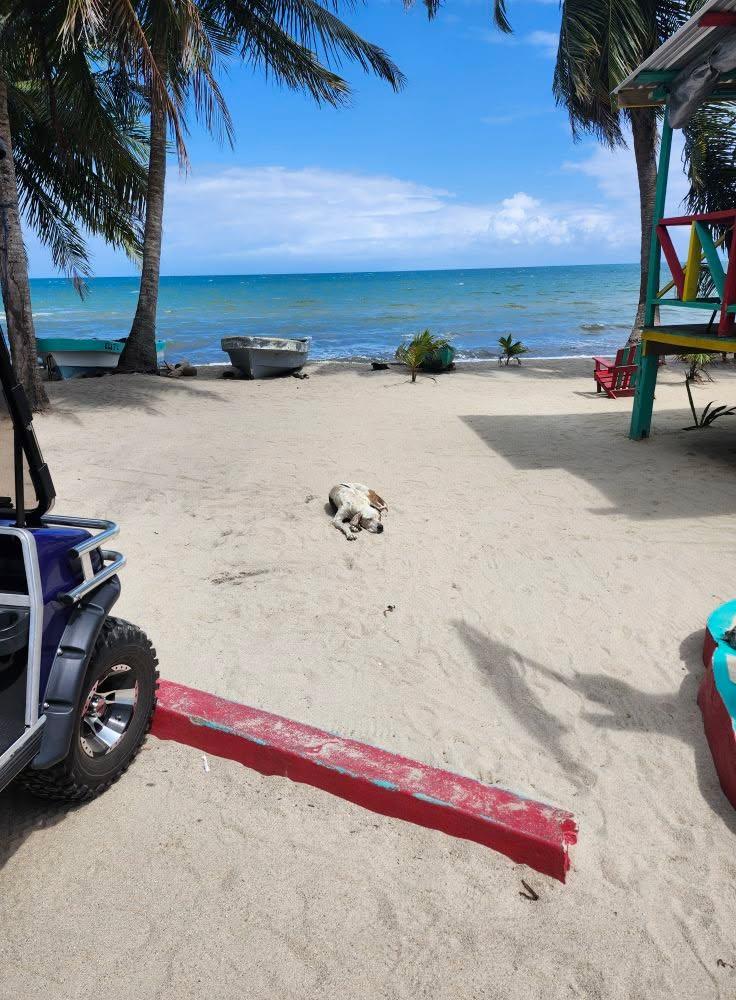 Stop #1 Cool Spot even the dogs are laid back. Love this place