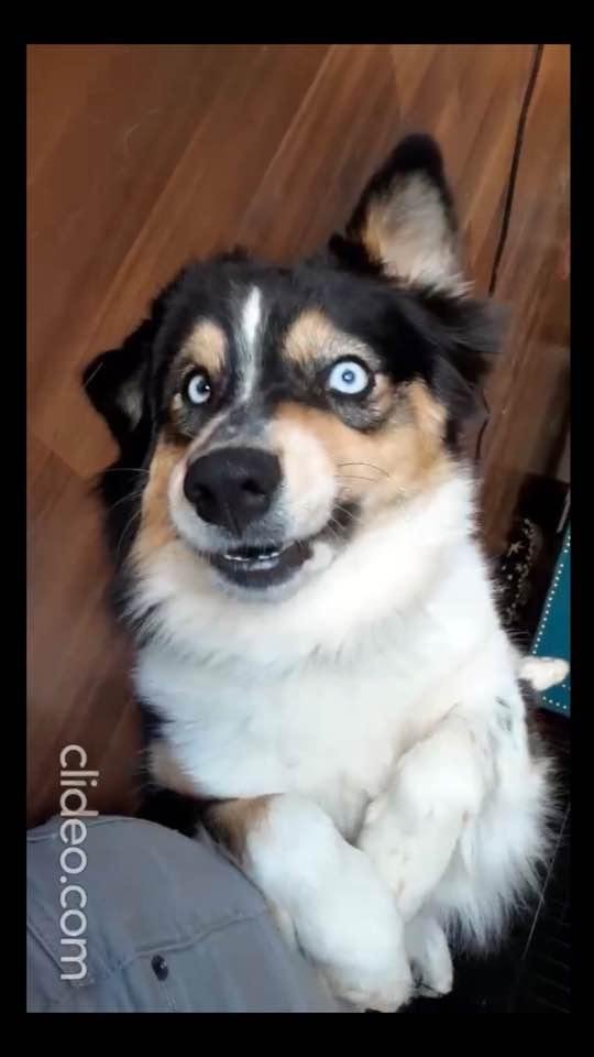 Meet the newest member of our family, Maddie. She is a year and a half old Australian Shepherd rescue. She is a goofy, bundle of energy pup who has already stolen our hearts.