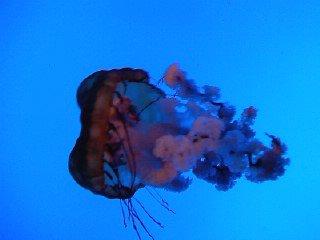 Tabitha Hanke's album, birthday trip to the aquarium 2010