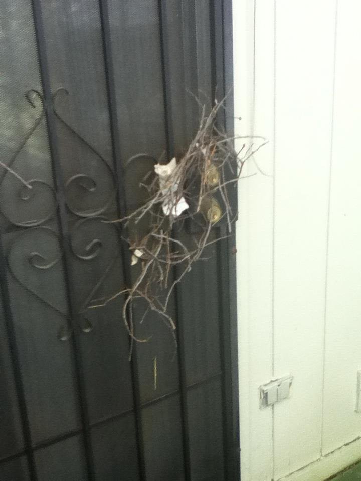 Bluejays are trying to build a nest on my door