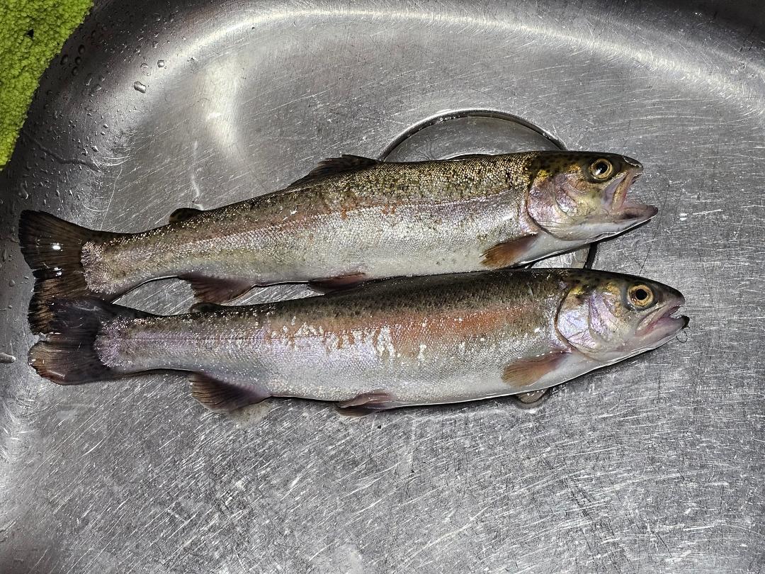Yesterday's catch and last night's dinner..pretty tasty if I di say so myself