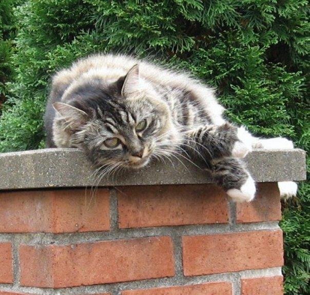 Her Ladyship at her ease.