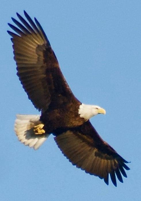 In flight. NOT as sharp as I would like.