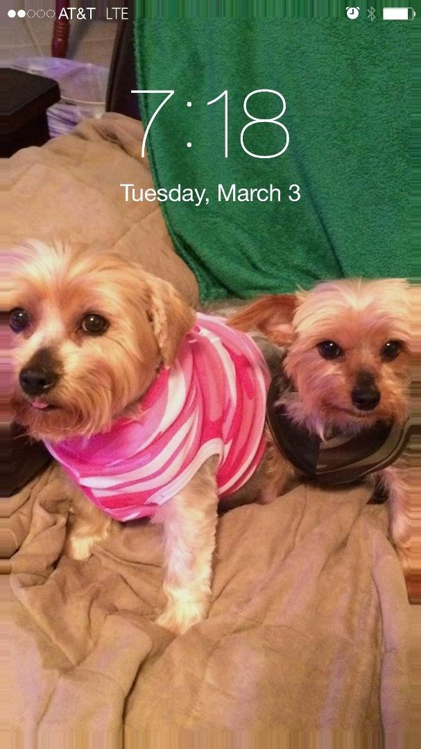 These are our two pups - Bella and her son Garth