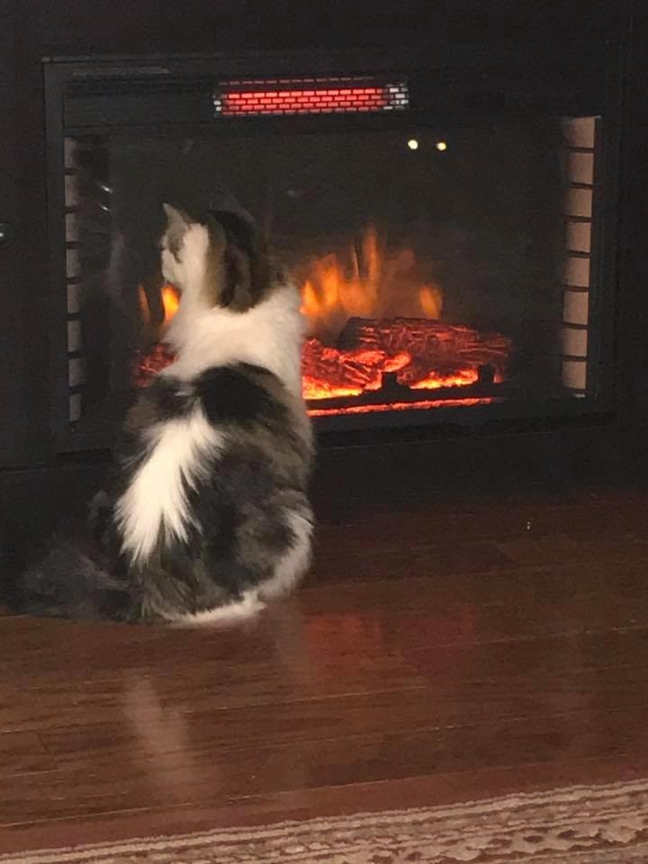 Lucy enjoying the fire