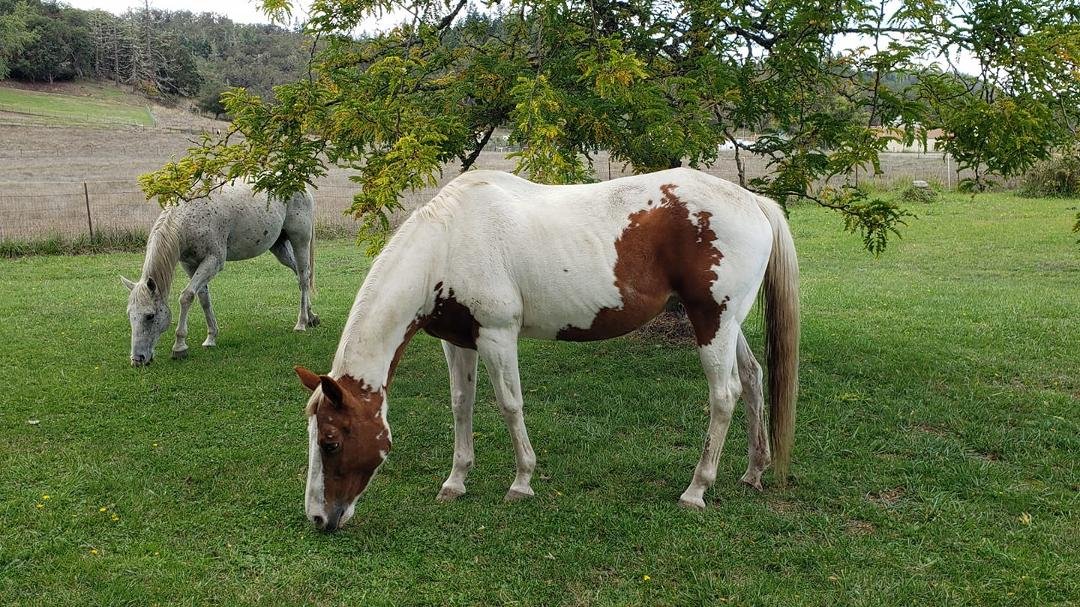 #drop_your_beautiful_paint_horse_challenge