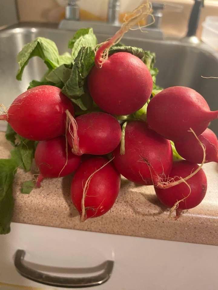 I like Radishes. In every garden I had, I planted Radishes. Now off season I would occasionally buy them in that sealed bag. I was desperate.
But now, in season, it is the real thing. Plucked fresh out of the ground, se
