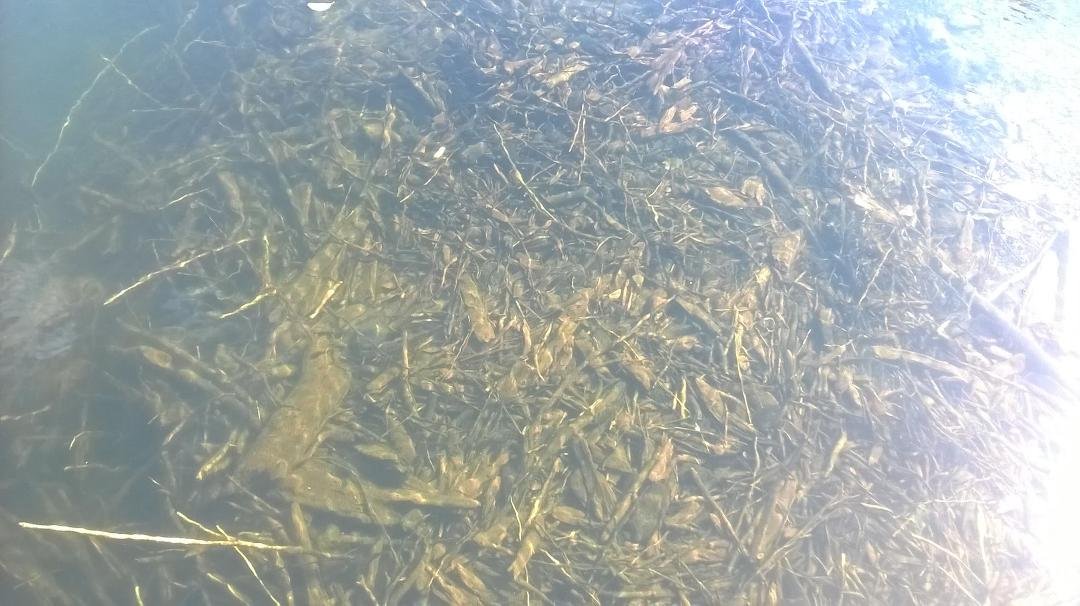 Went to coldwater lake today